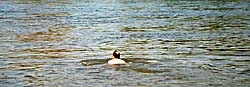 Asienreisender swims the Mekong